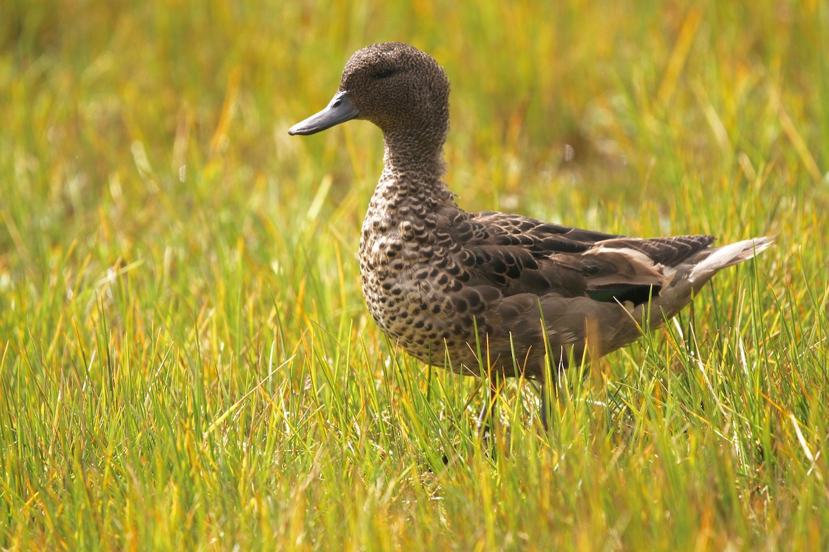 Andean Teal - ML594212691