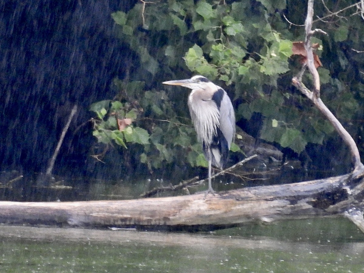 Great Blue Heron - ML594214571