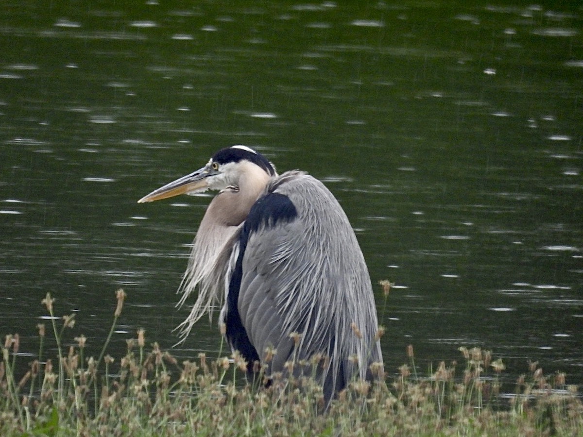 Great Blue Heron - ML594214581