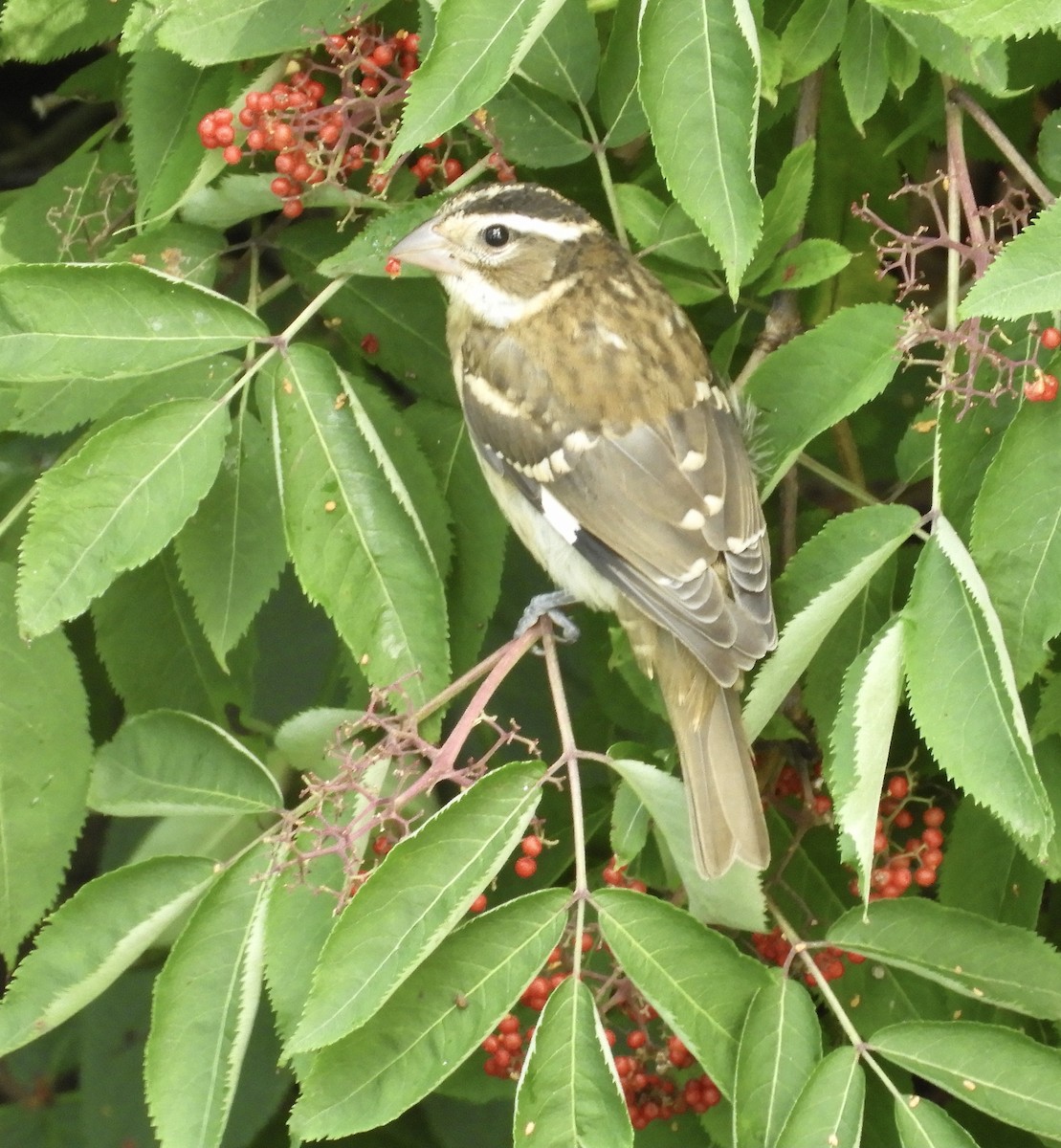 Rose-breasted Grosbeak - ML594214731