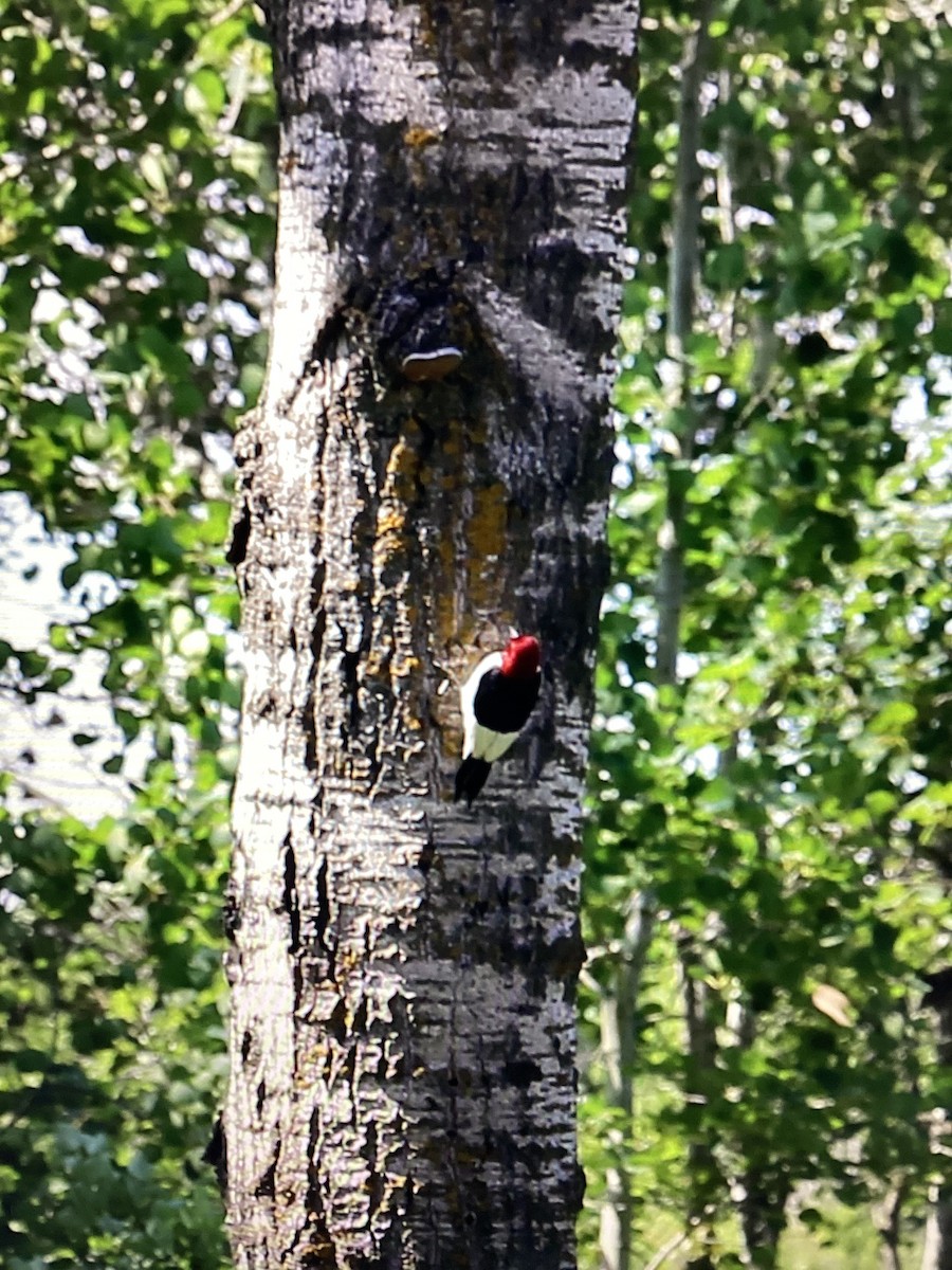 Red-headed Woodpecker - ML594214821