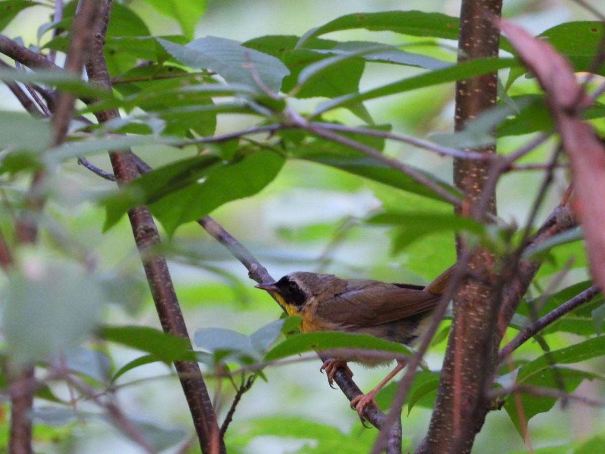 Common Yellowthroat - ML594215071