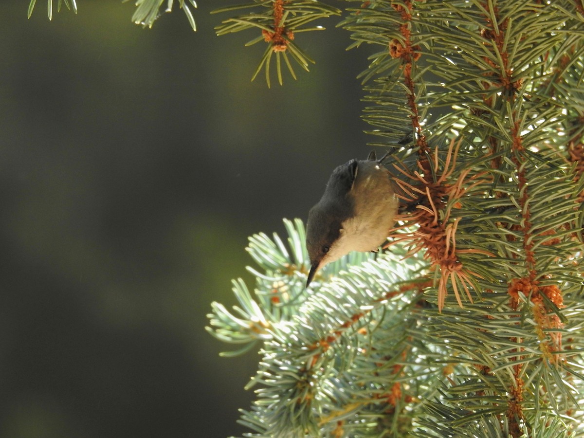 Pygmy Nuthatch - ML594215441