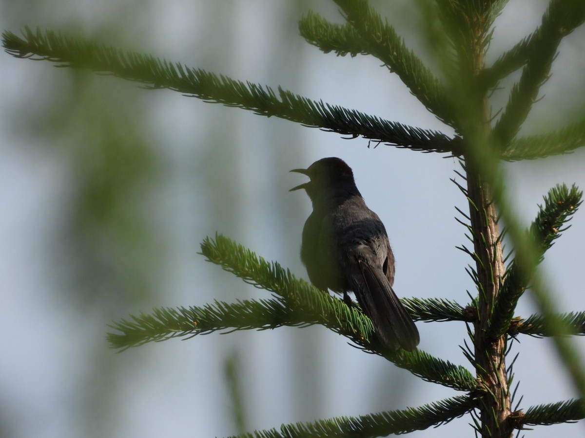 Gray Catbird - ML594215581