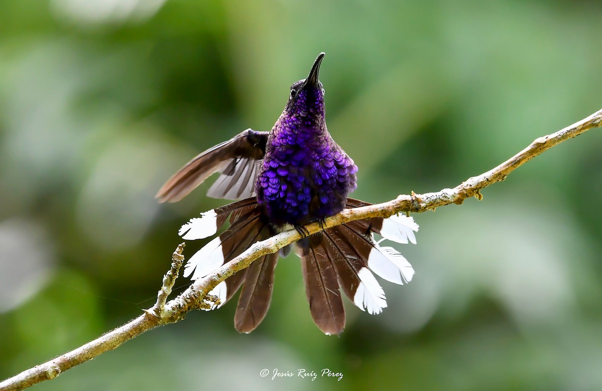 kolibřík fialkový - ML594215971