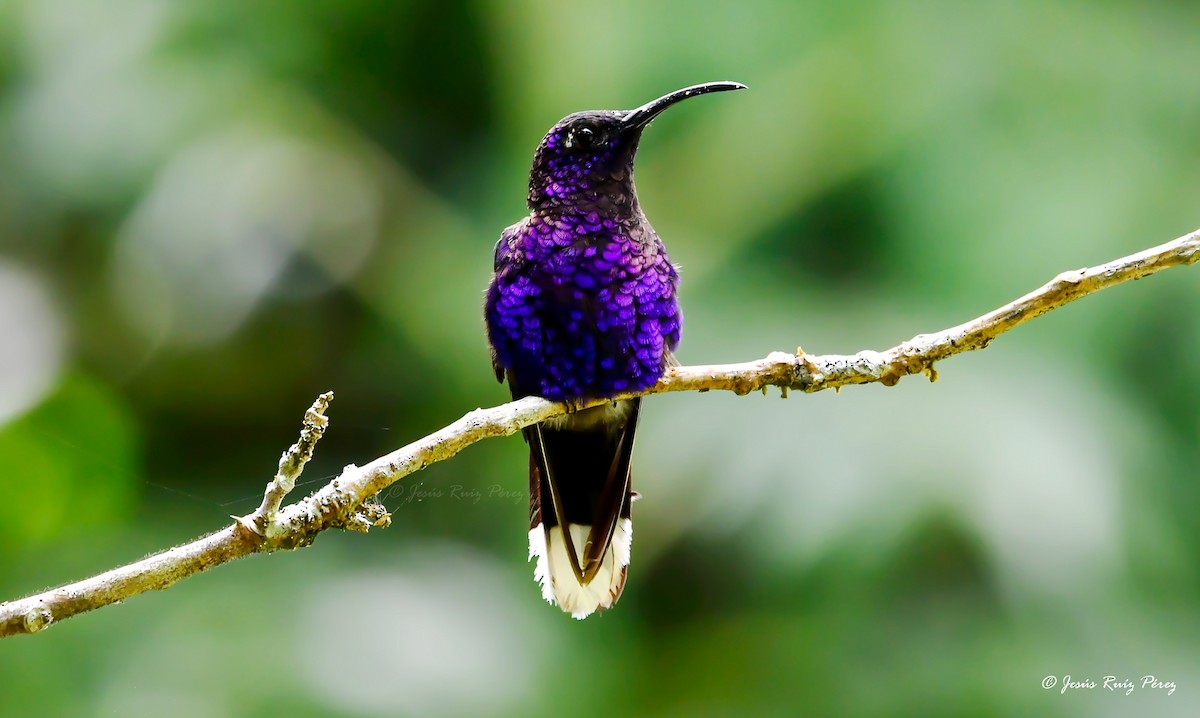 kolibřík fialkový - ML594215991