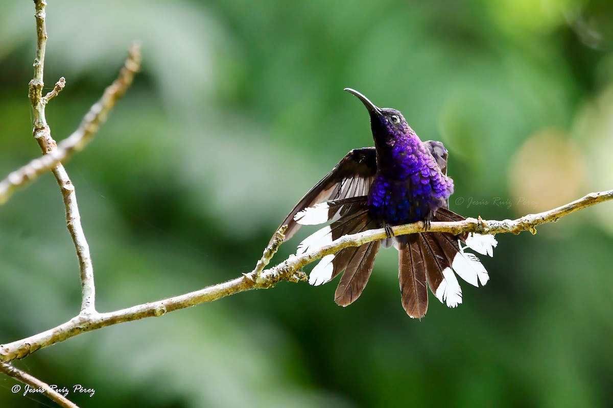 kolibřík fialkový - ML594216041