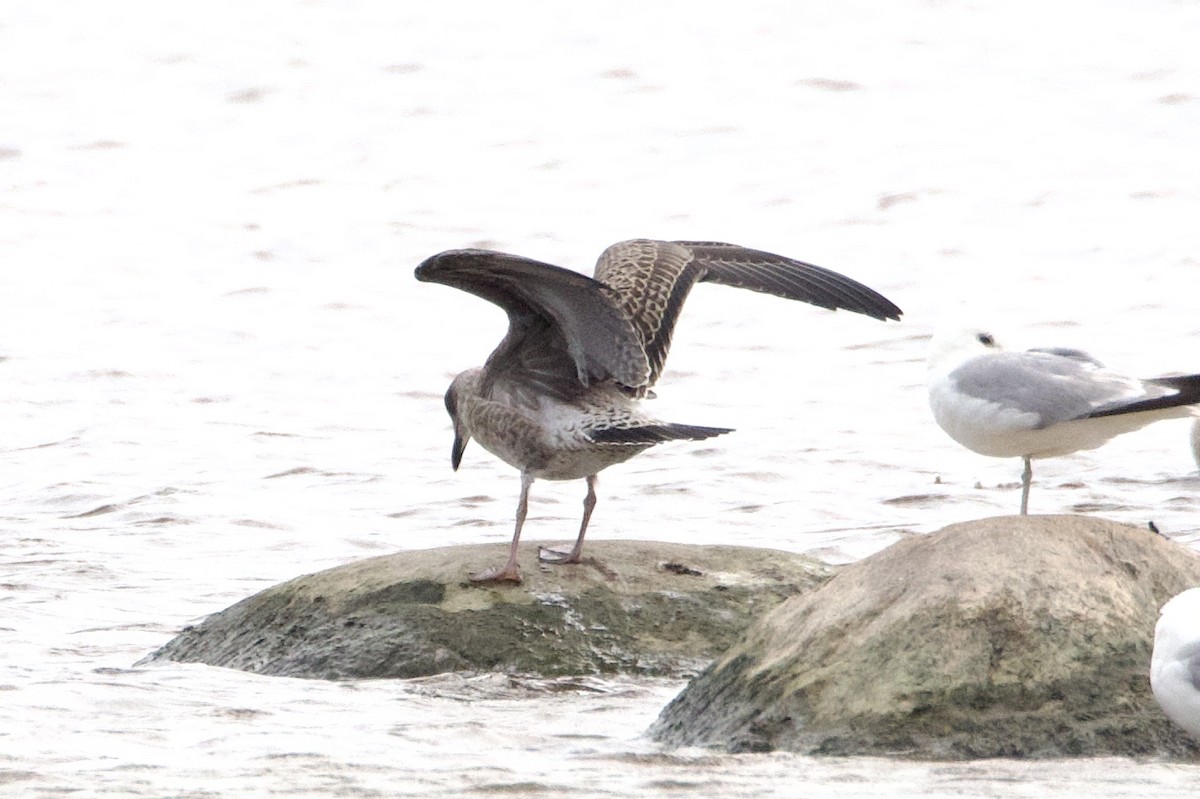 Lesser Black-backed Gull - ML594216341