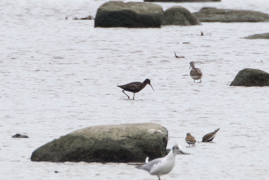 Spotted Redshank - ML594216551
