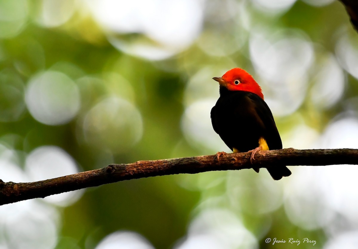 Red-capped Manakin - ML594218211