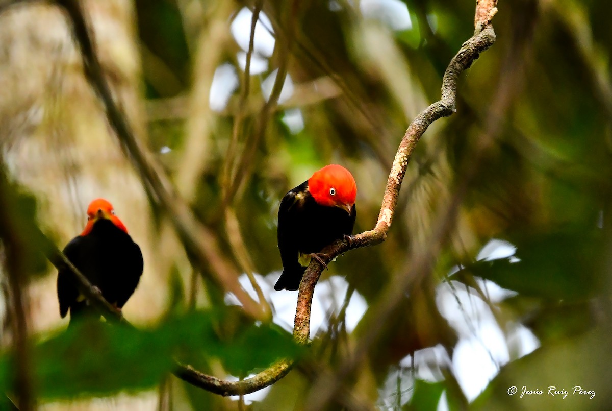 Red-capped Manakin - ML594218261