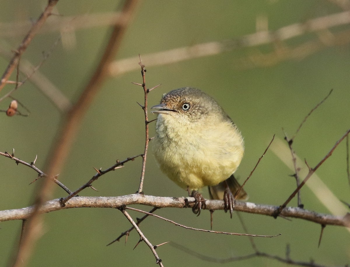 Buff-rumped Thornbill - ML59421991