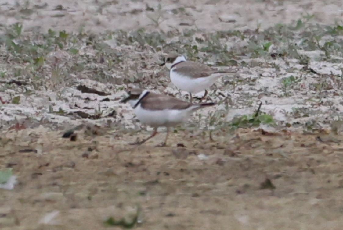 Little Ringed Plover - ML594220161