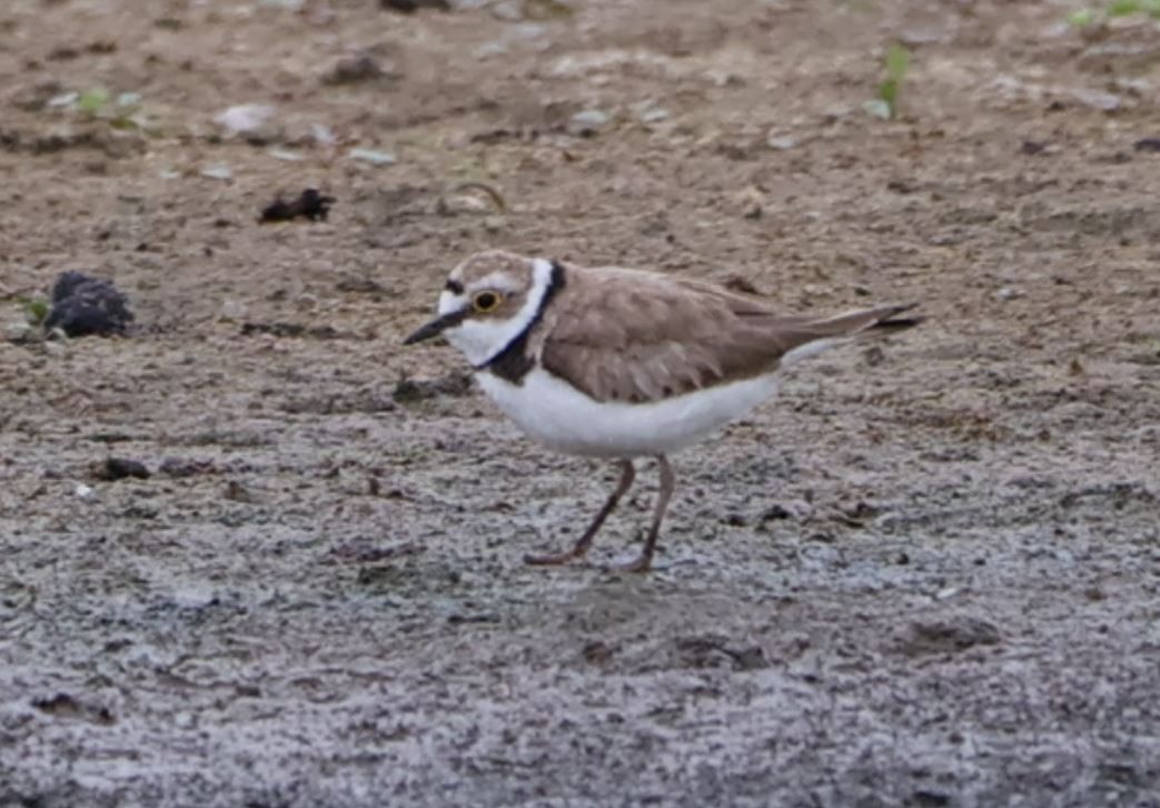 Little Ringed Plover - ML594220171