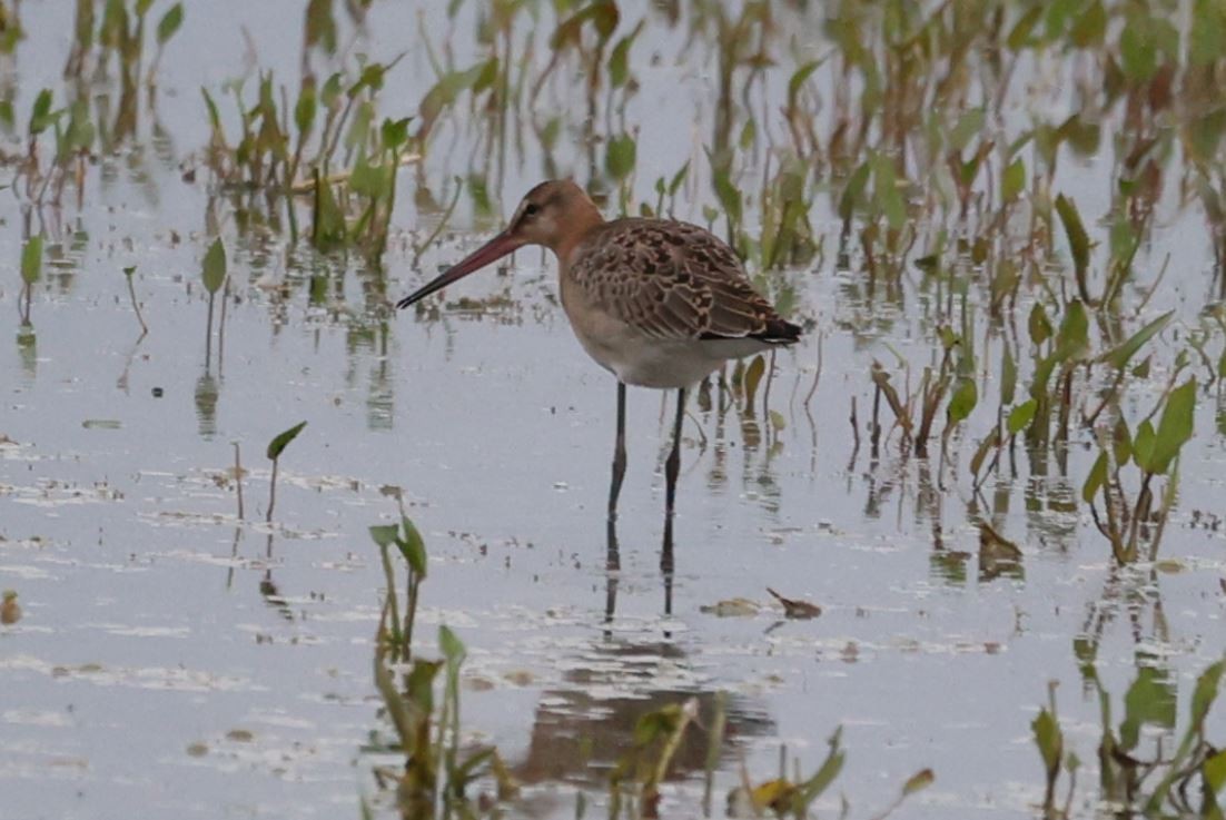 Black-tailed Godwit - ML594220191