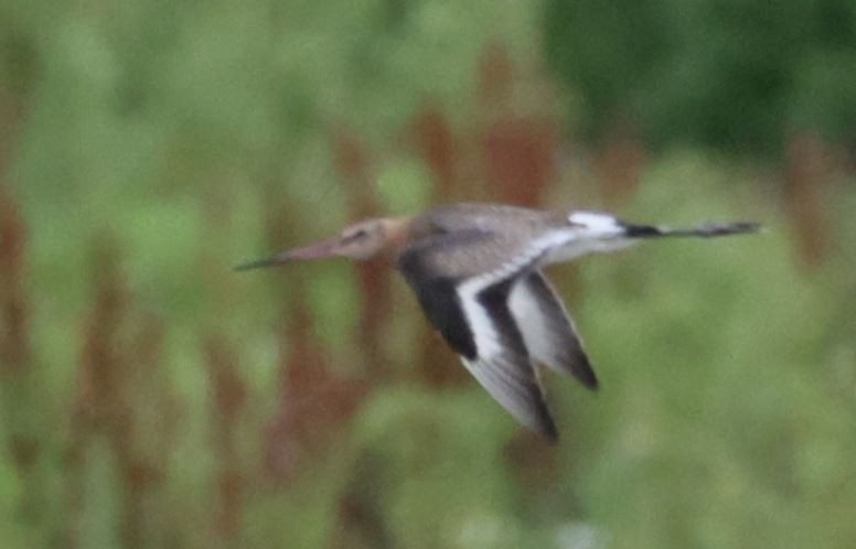 Black-tailed Godwit - ML594220221