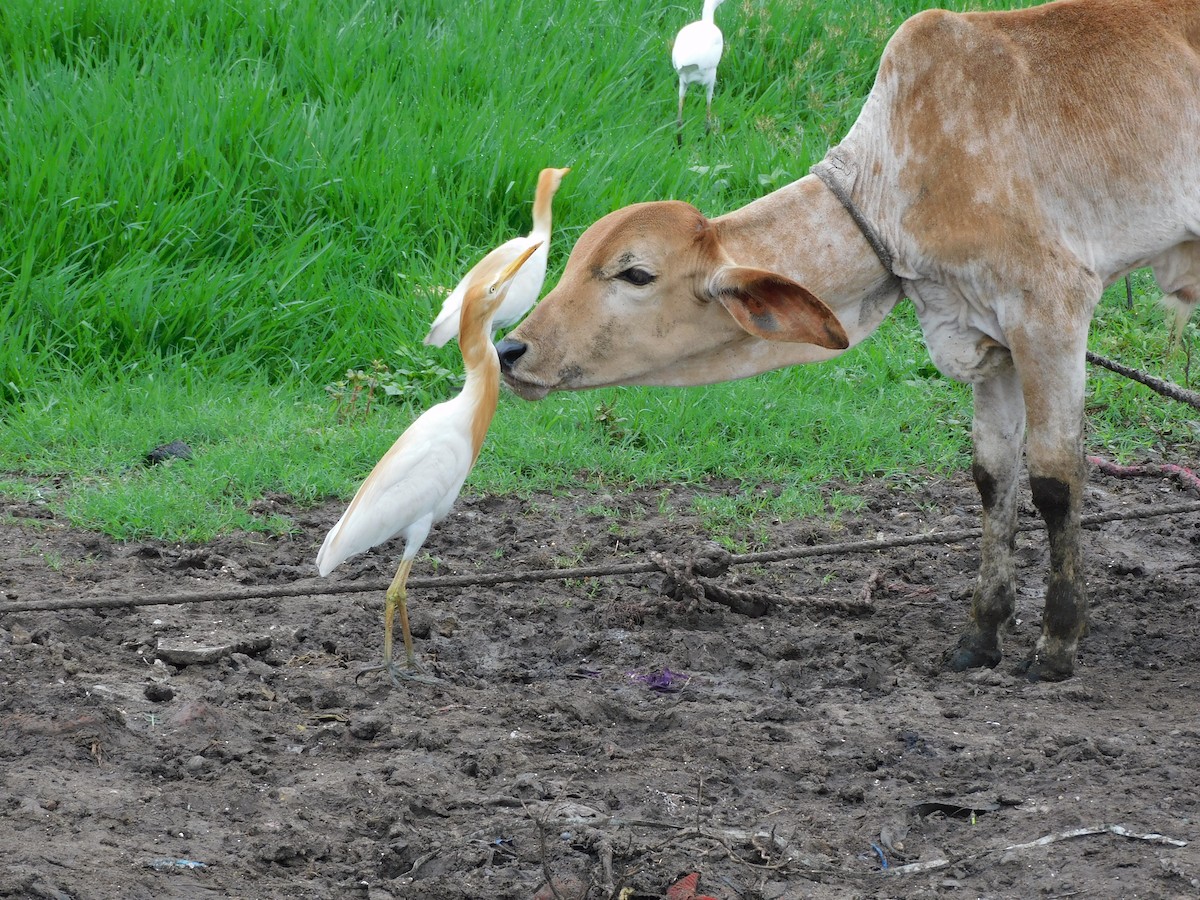 Eastern Cattle Egret - Shilpa Gadgil