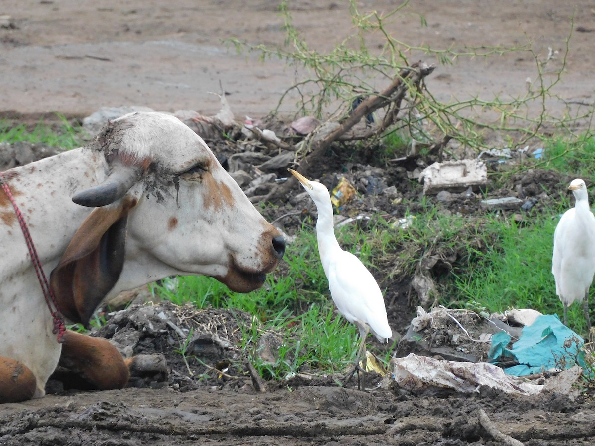 Eastern Cattle Egret - Shilpa Gadgil