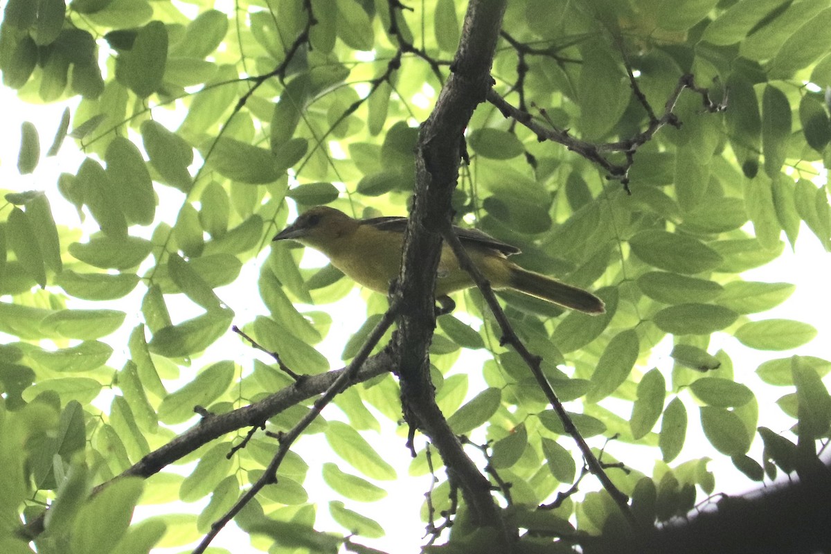 Orchard Oriole - ML594222811