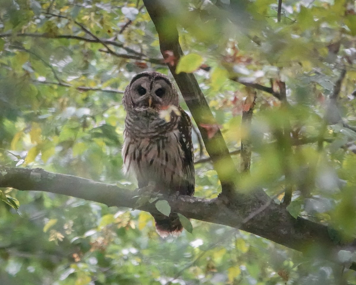 Barred Owl - ML594223611