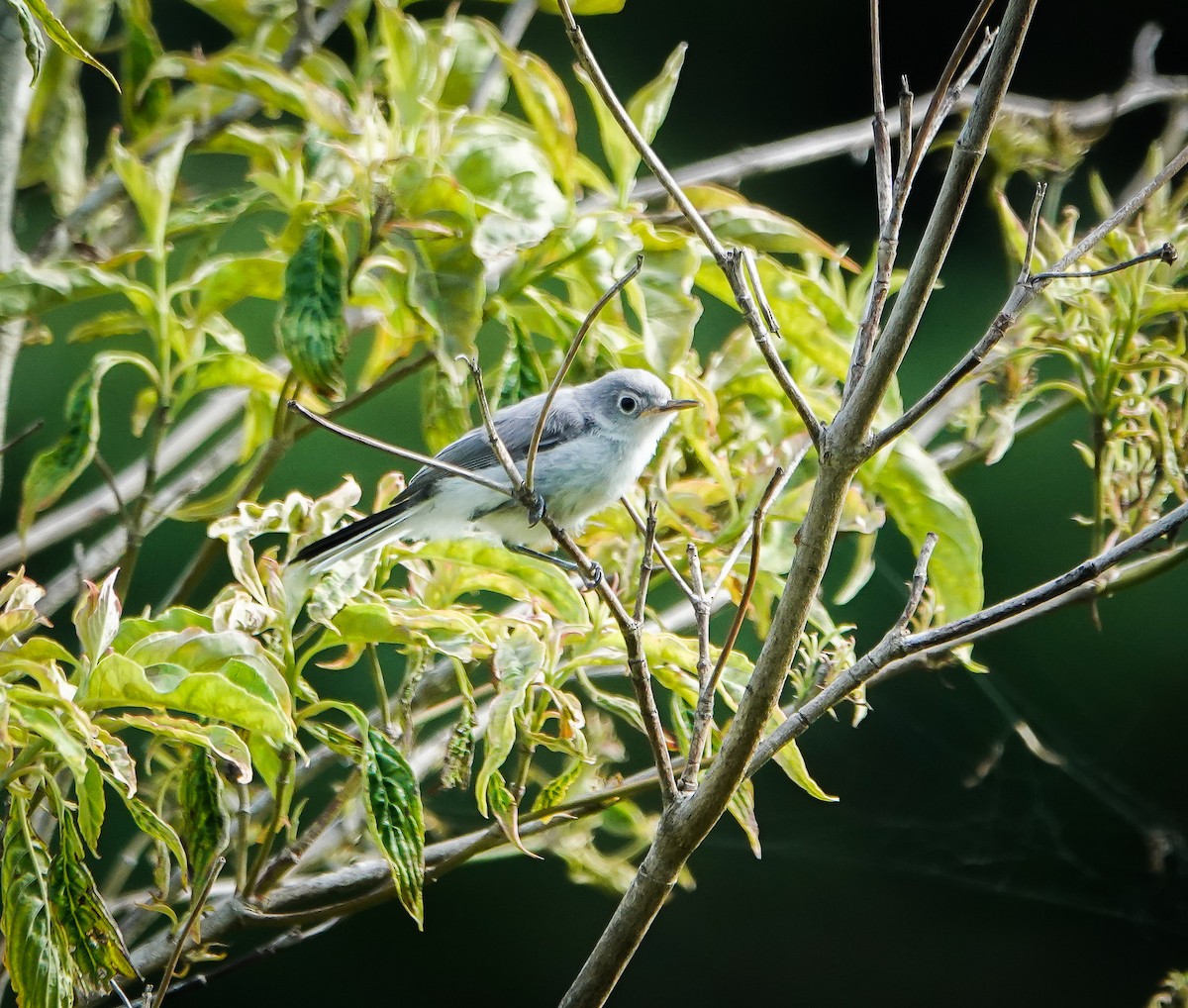 Blue-gray Gnatcatcher - ML594223621