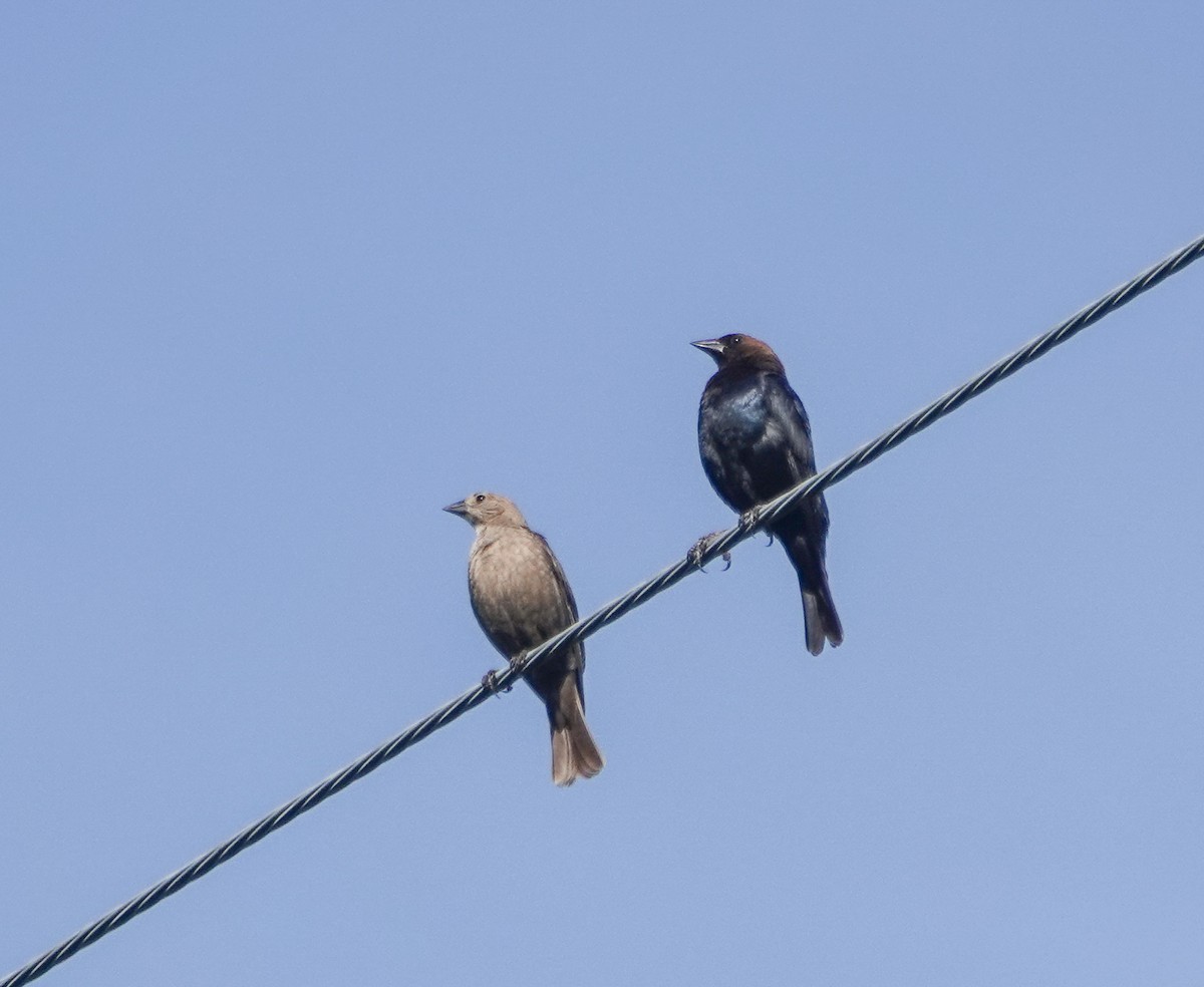 Brown-headed Cowbird - ML594223651