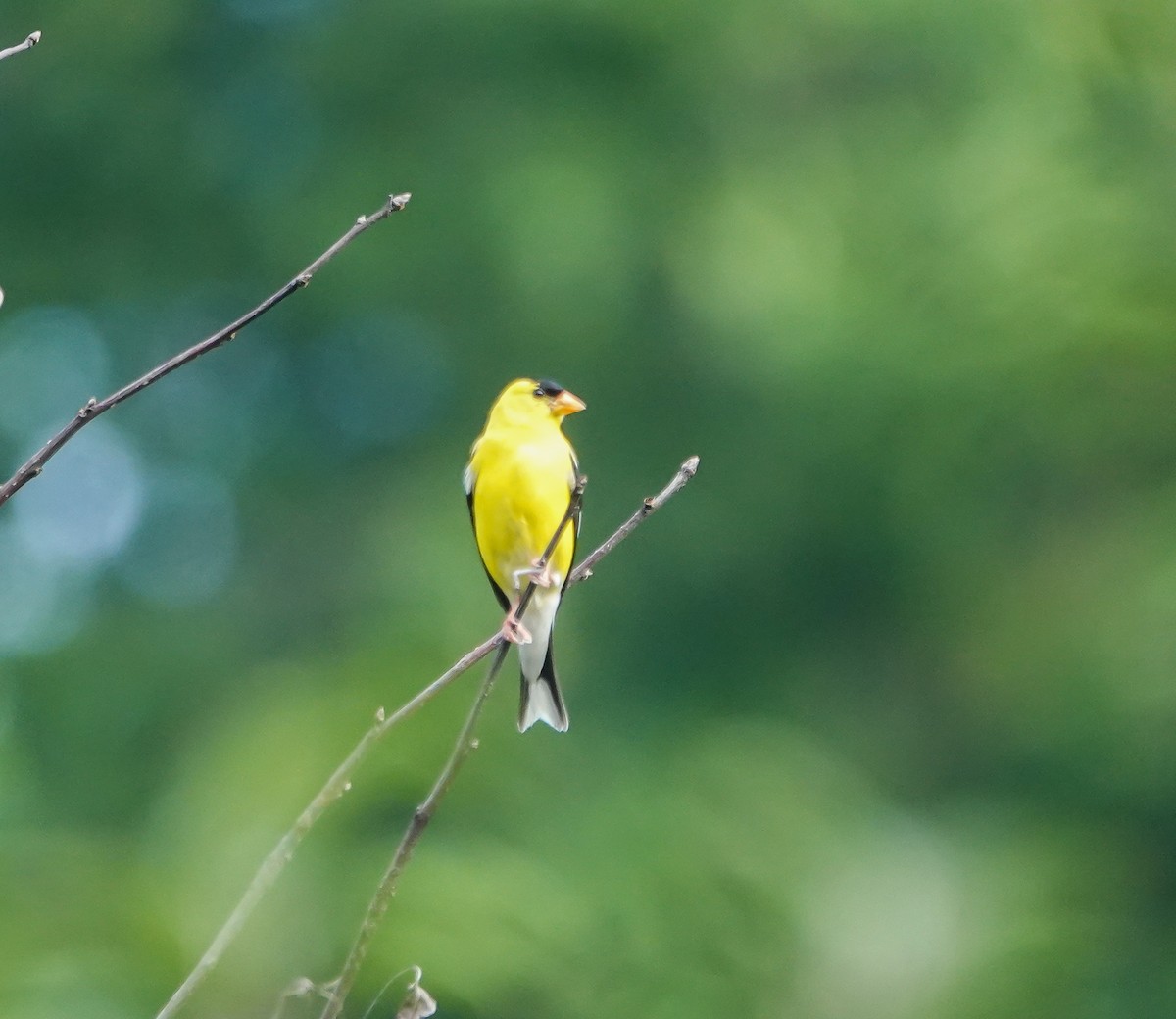 American Goldfinch - ML594223671