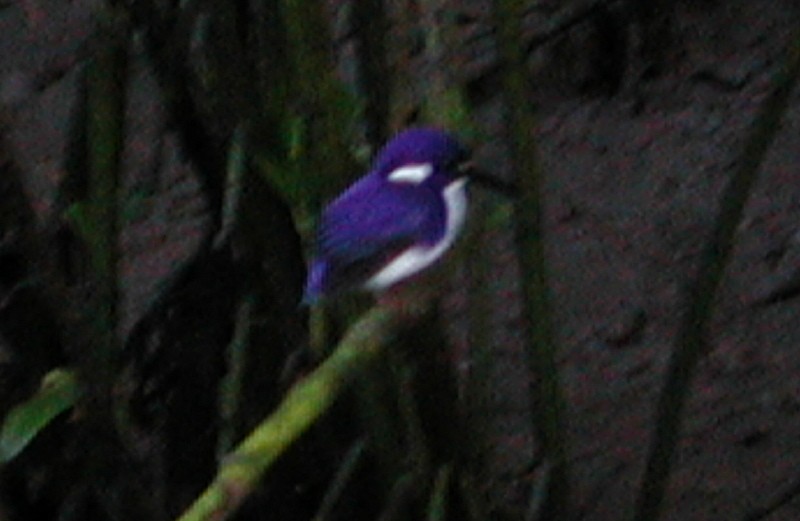 Little Kingfisher - ML59422381