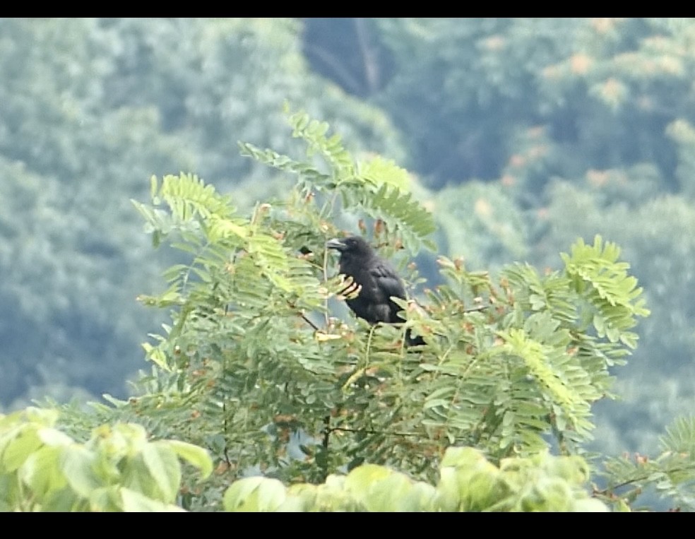 American Crow - ML594224701