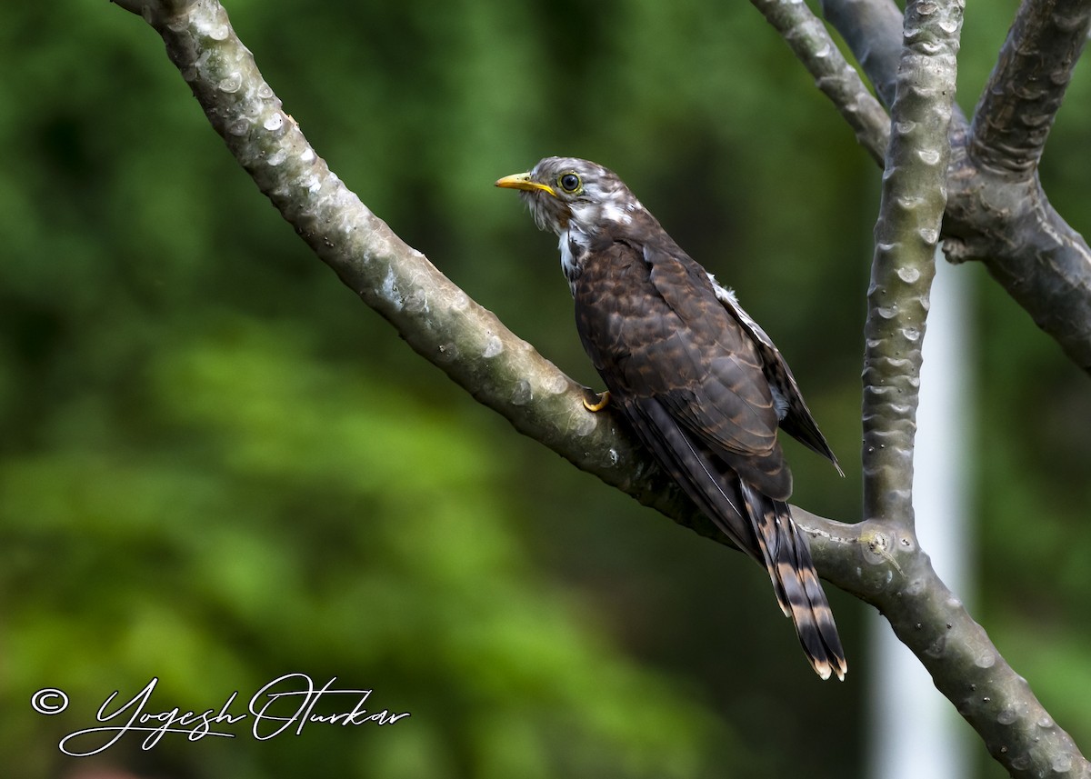 Common Hawk-Cuckoo - Yogesh Oturkar