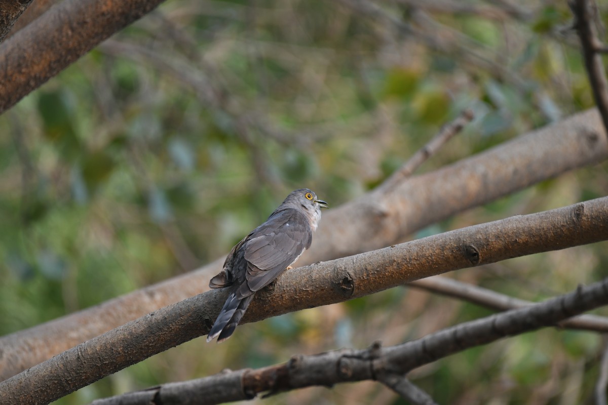 Common Hawk-Cuckoo - Yogesh Oturkar