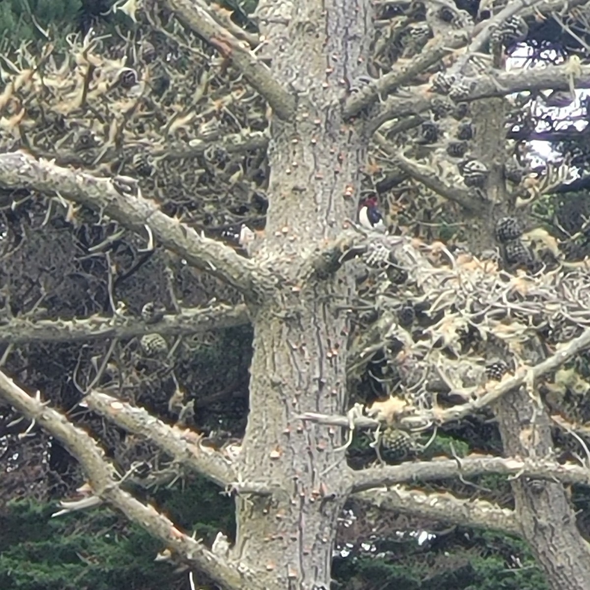 Red-headed Woodpecker - ML594225831