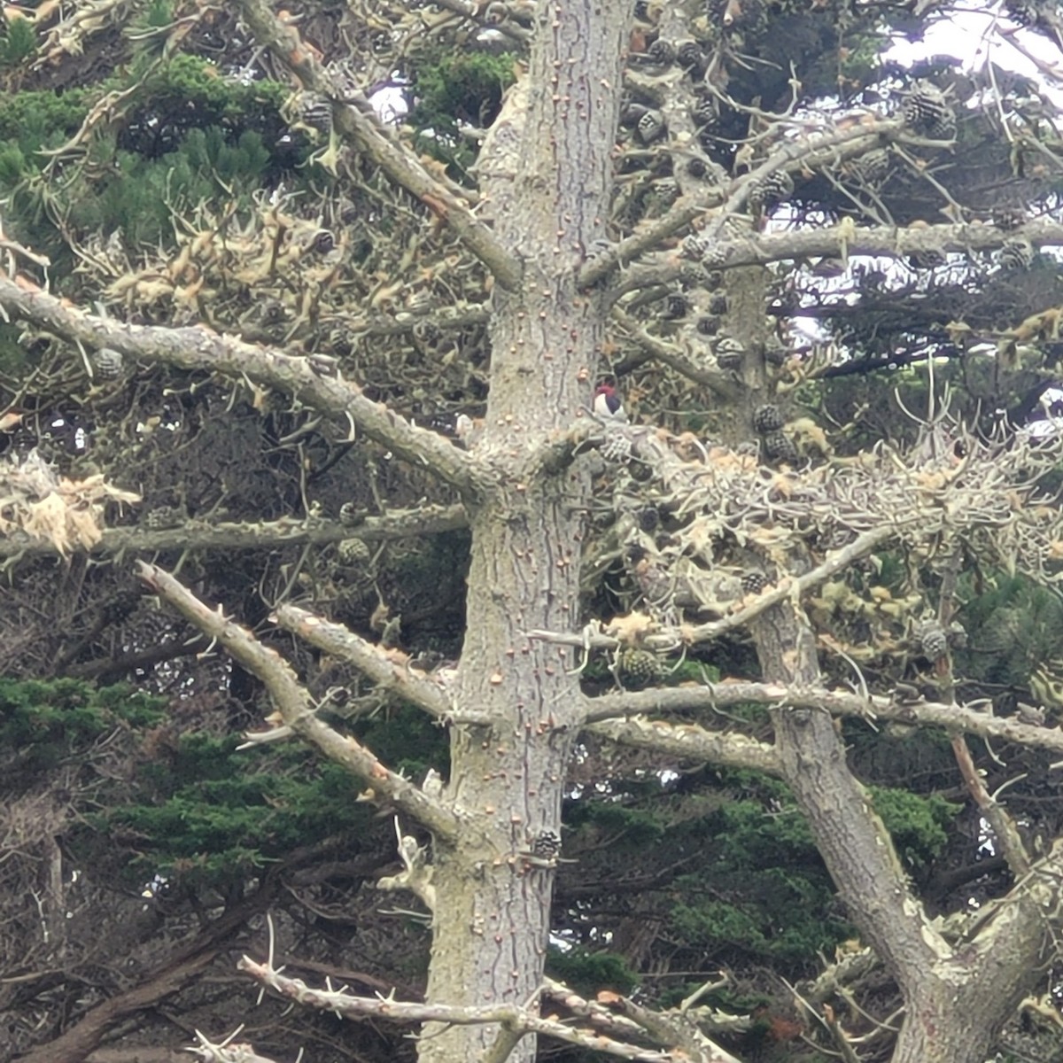 Red-headed Woodpecker - ML594225841