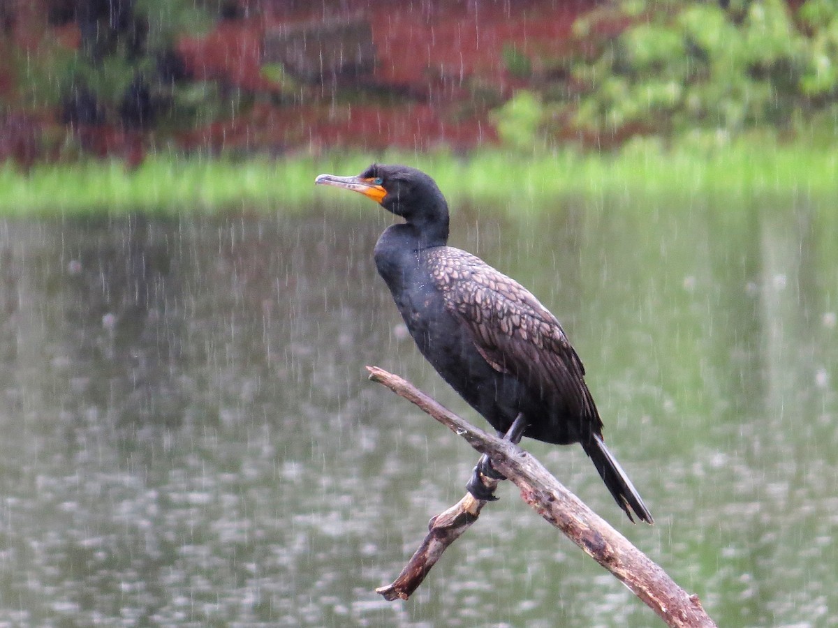 Cormoran à aigrettes - ML59422631