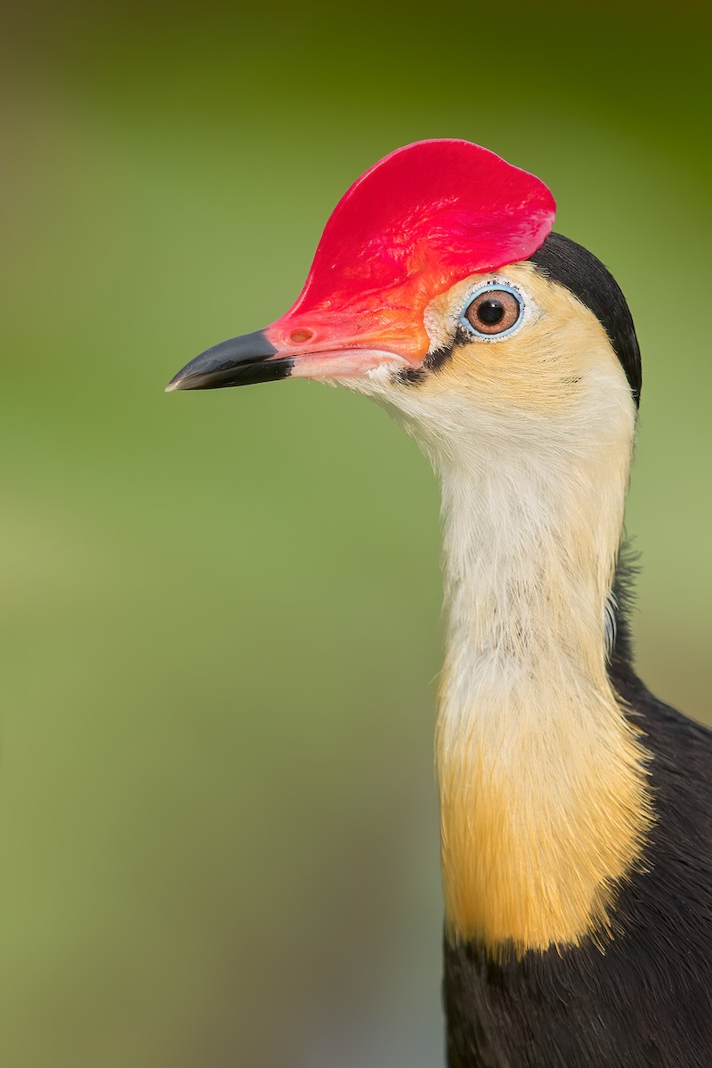 Comb-crested Jacana - ML594226661