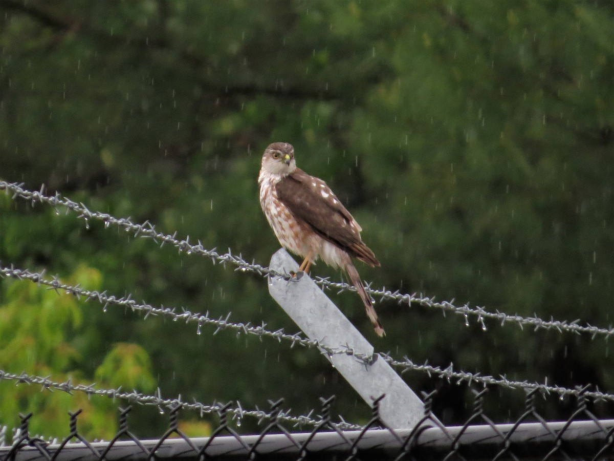 Sharp-shinned Hawk - ML59422671