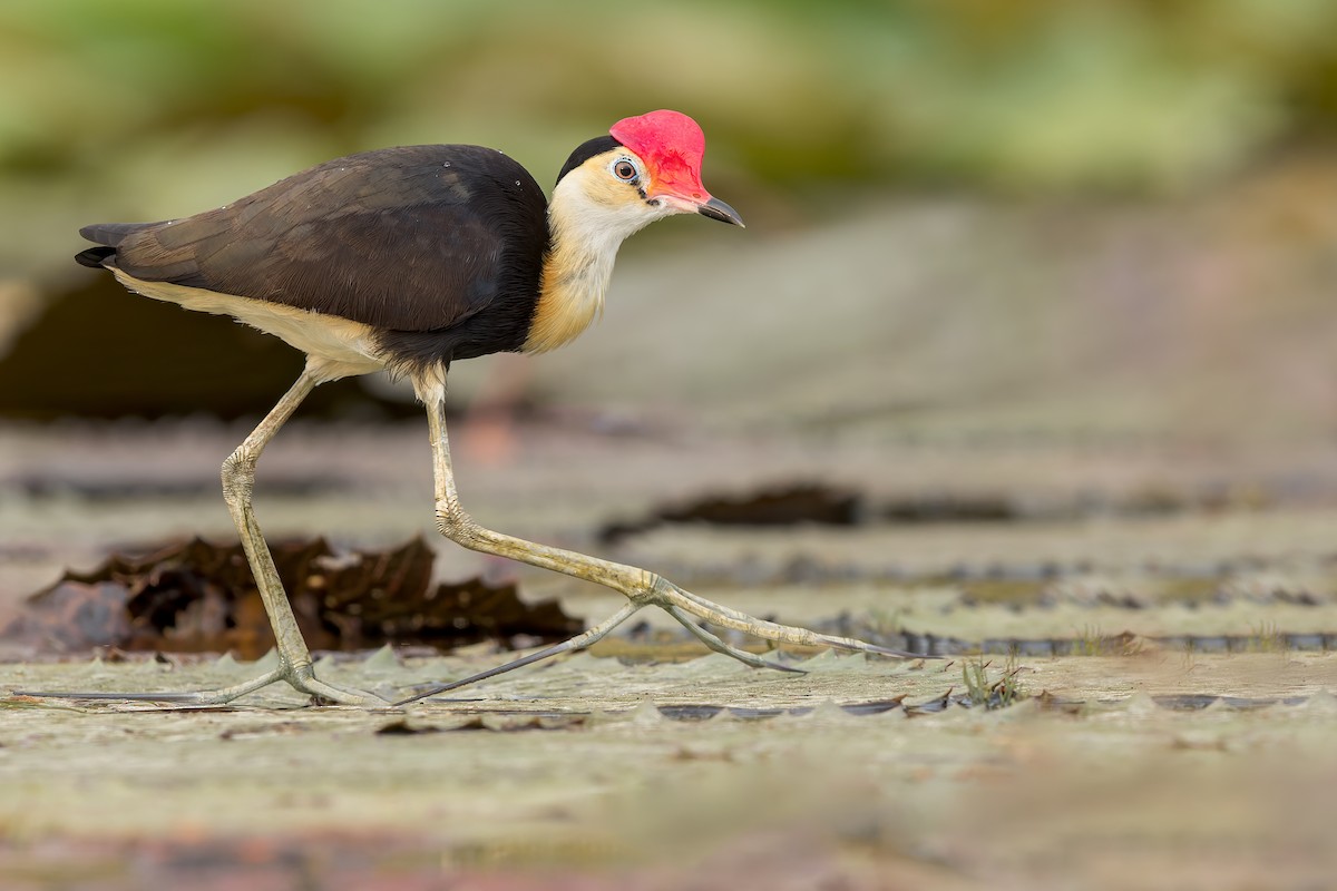 Comb-crested Jacana - ML594227491