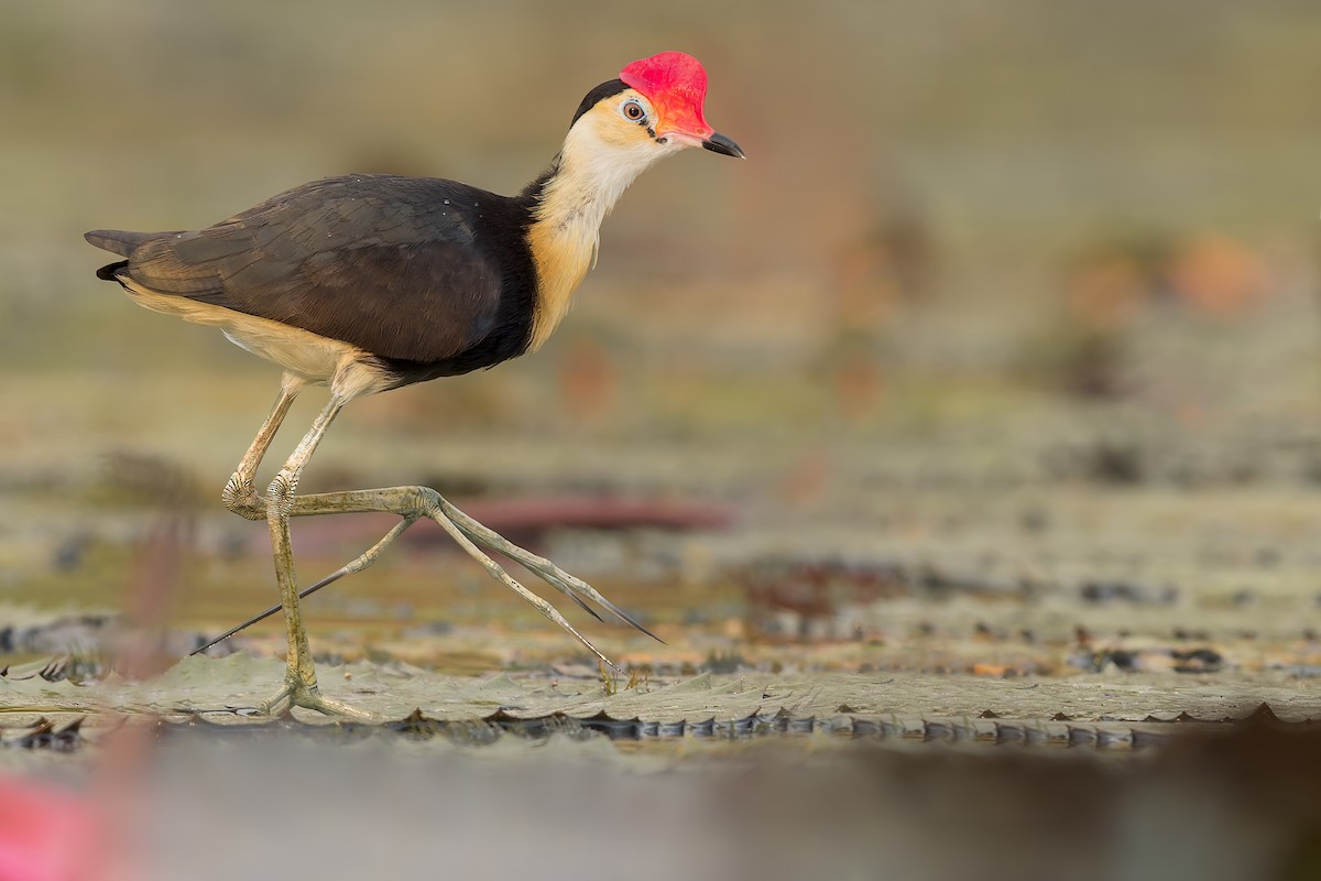 Comb-crested Jacana - ML594227581