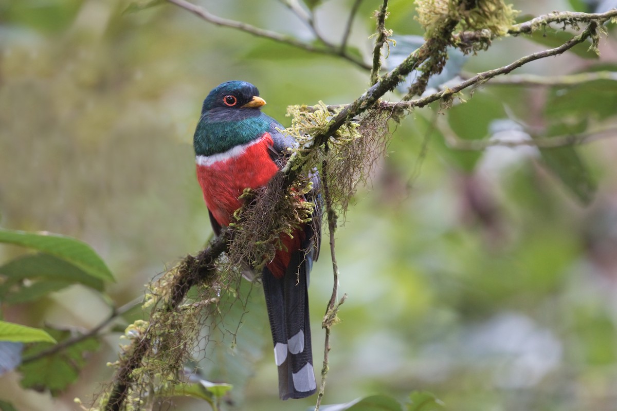 Masked Trogon - Michel Gutierrez