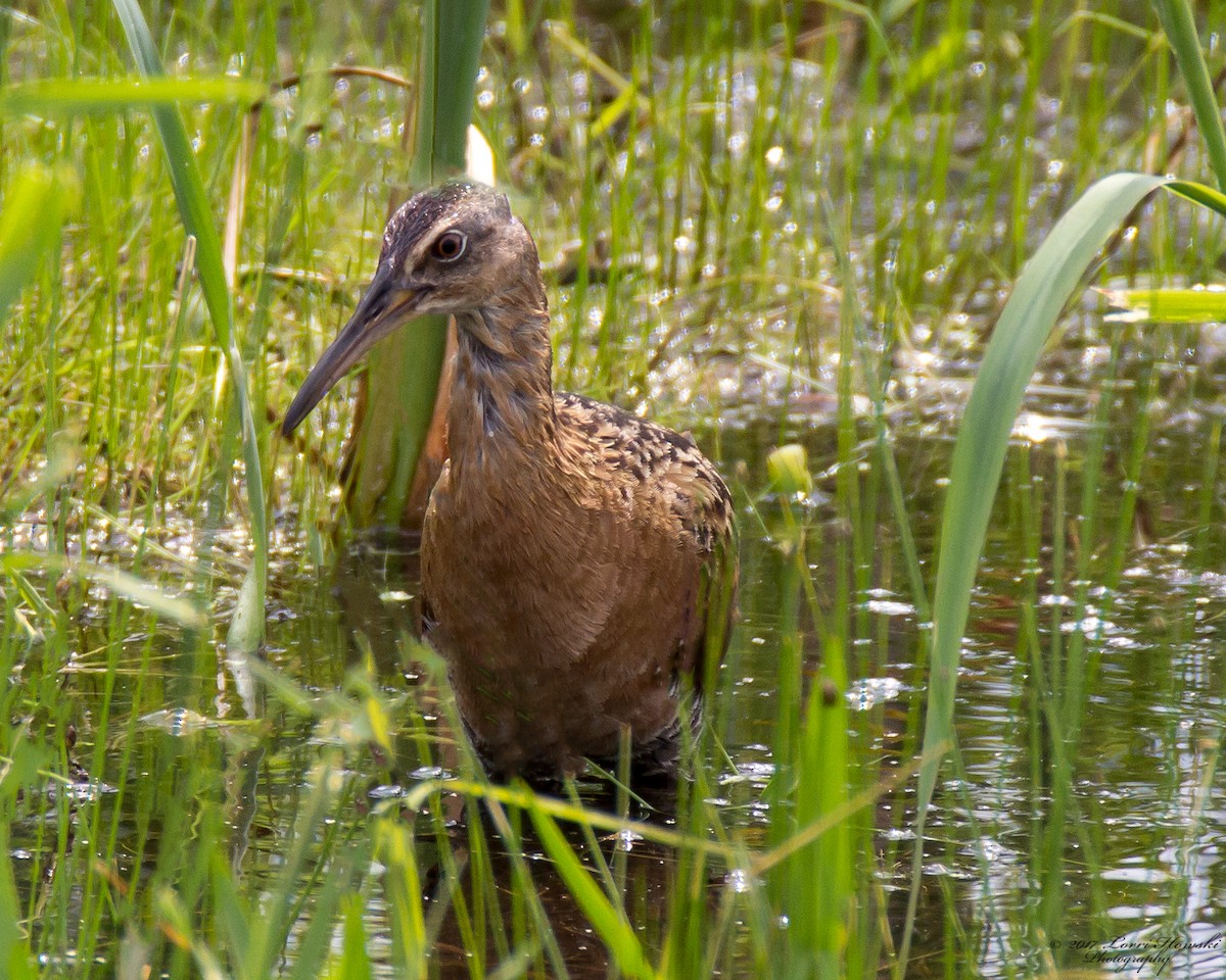 King Rail - ML59422971