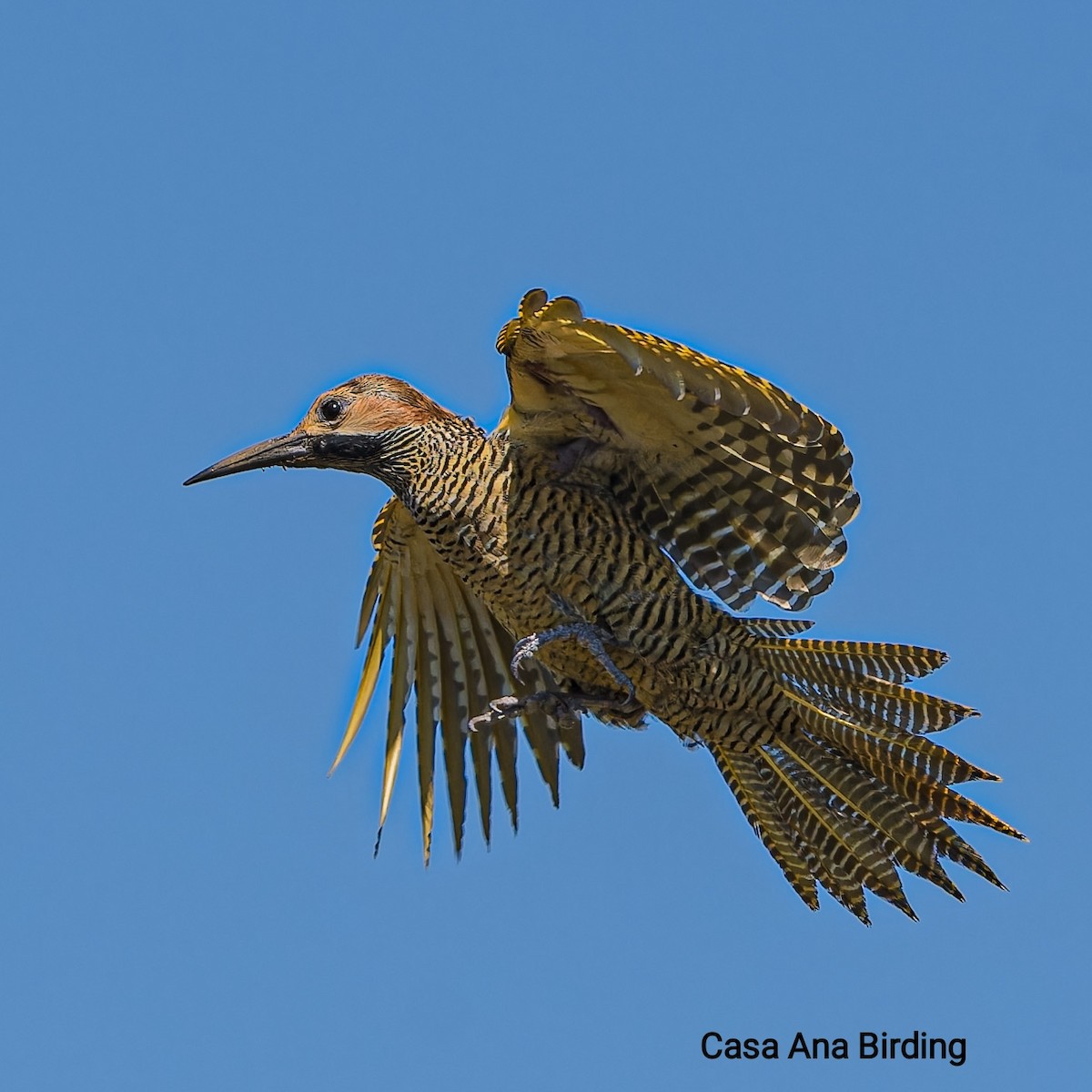 Fernandina's Flicker - Adrian Cobas (Casaanabirding)