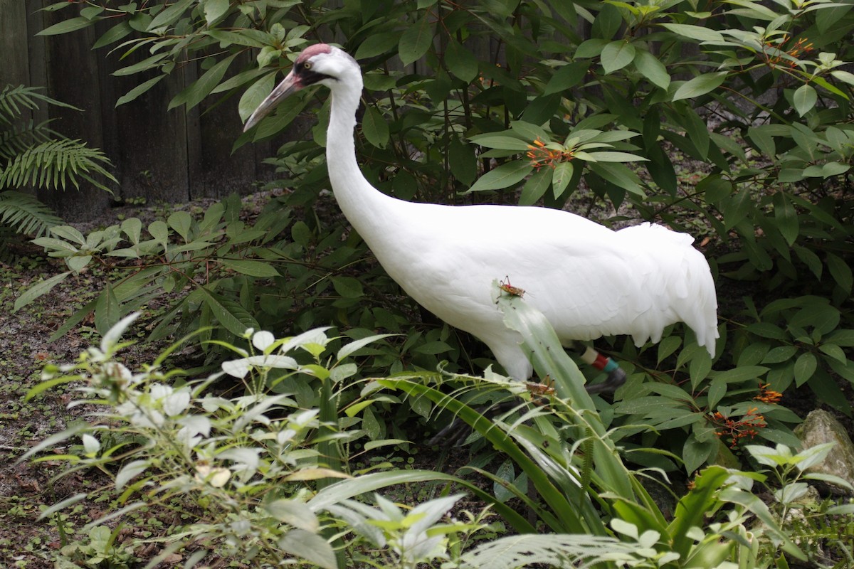 Whooping Crane - ML594230411