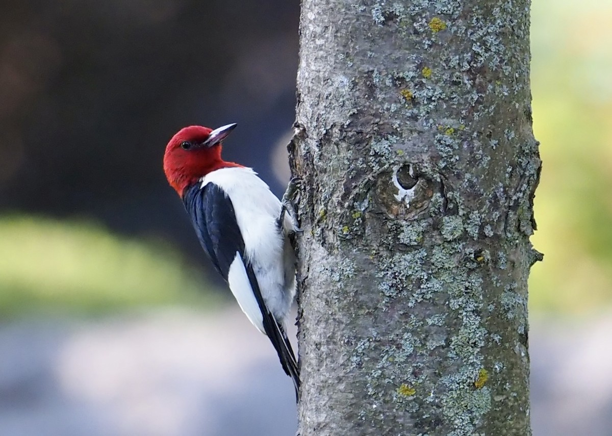 Red-headed Woodpecker - ML594230791