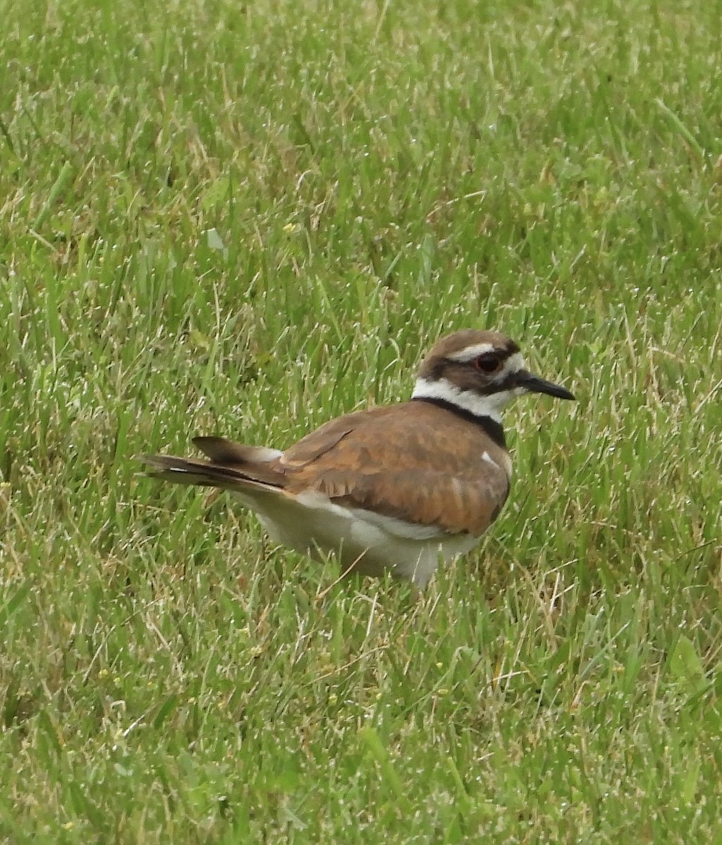 Killdeer - ML594230801