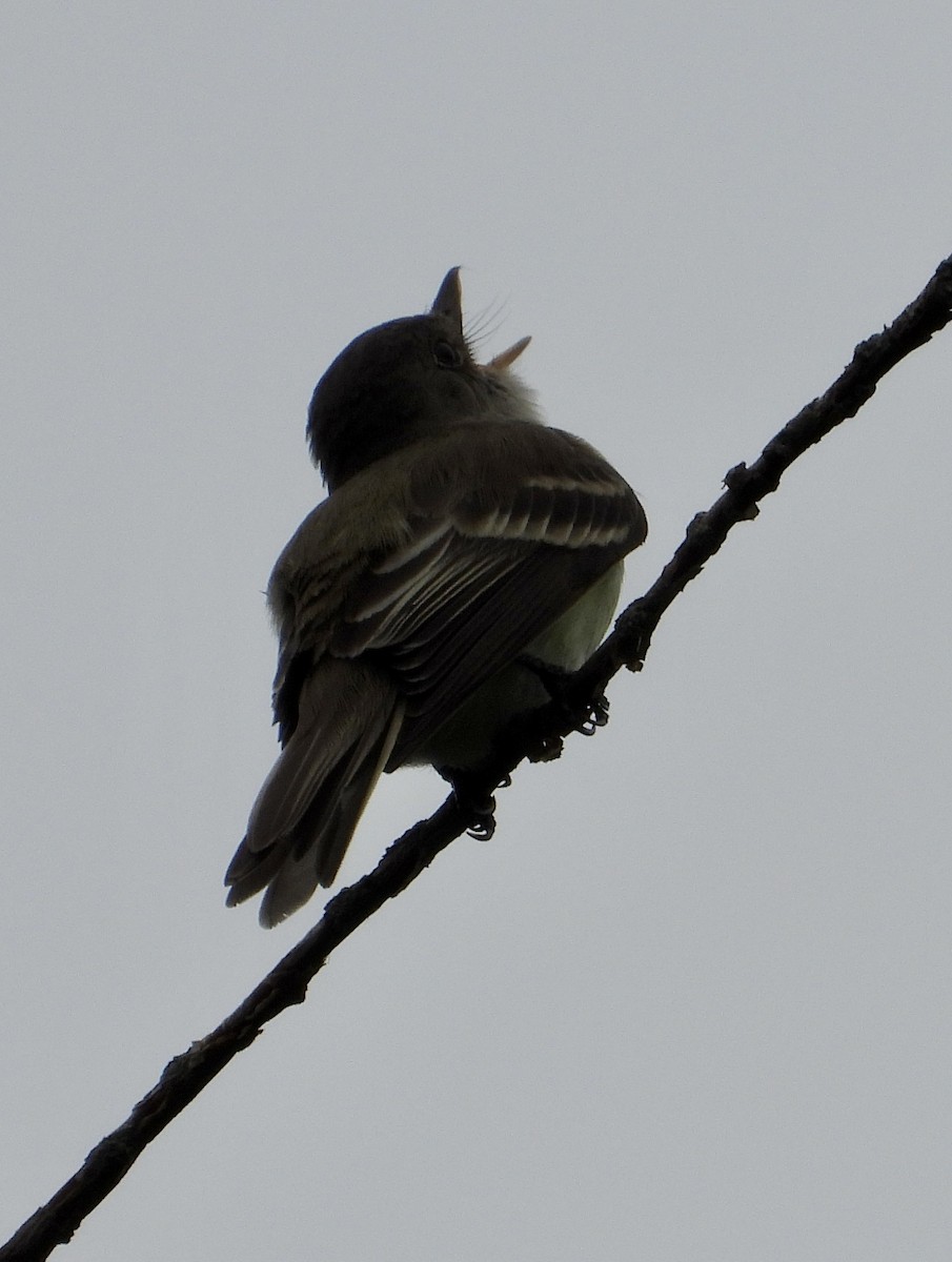 Willow Flycatcher - ML594230851