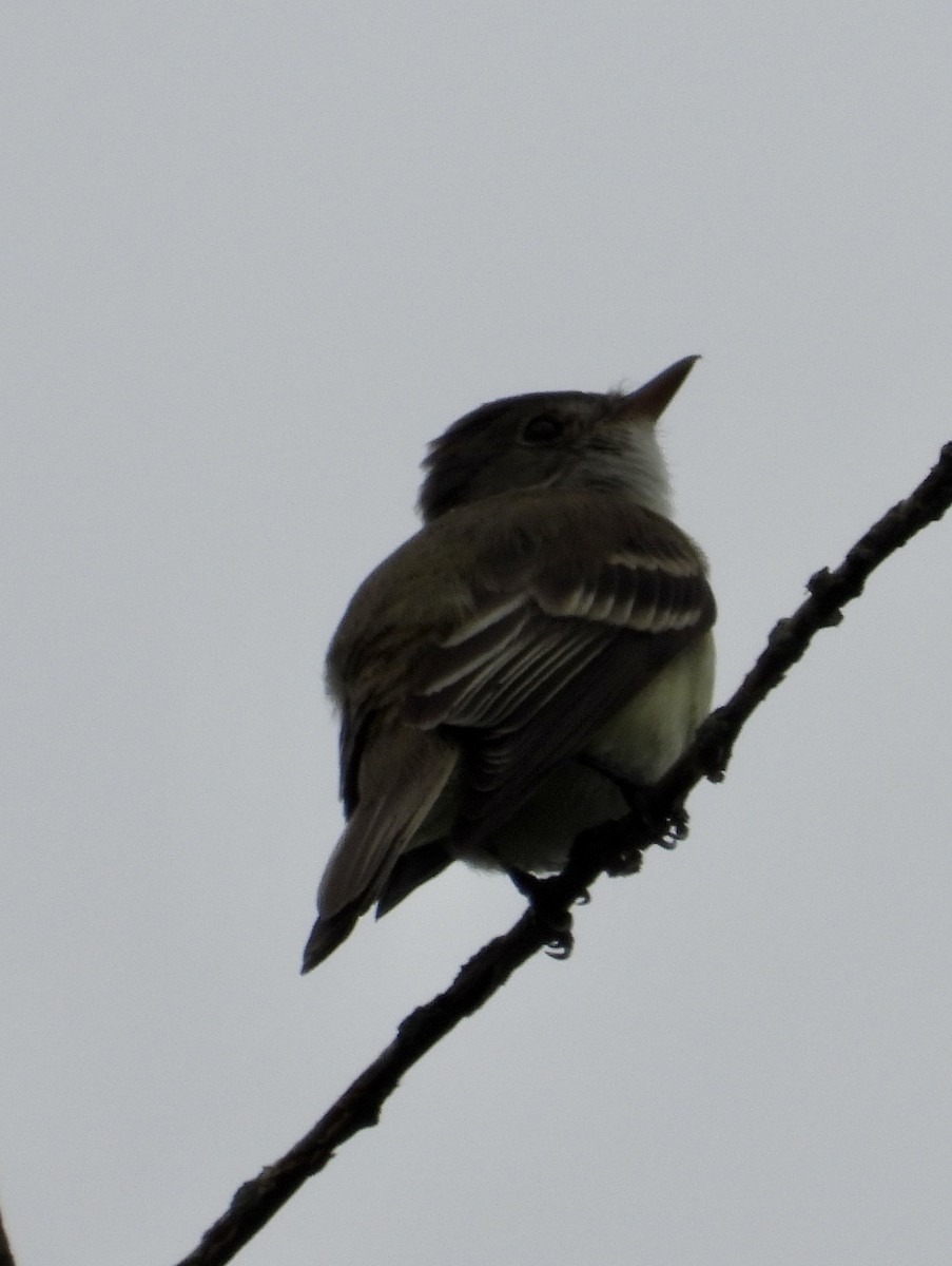 Willow Flycatcher - ML594230861