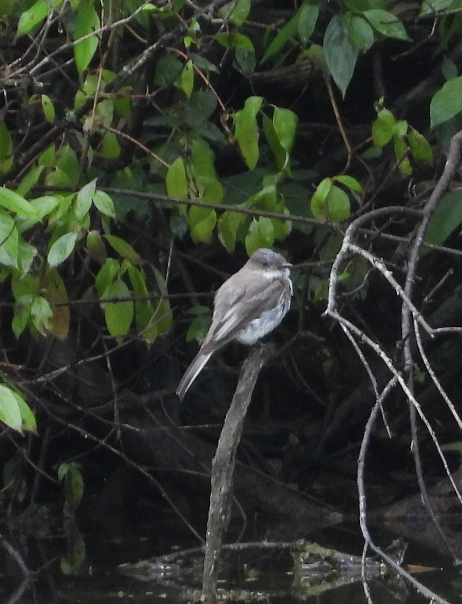 Eastern Phoebe - ML594230931