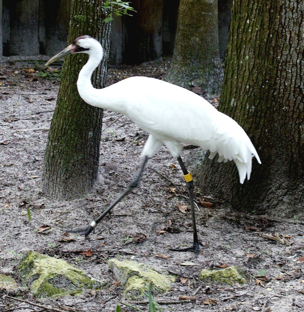 Grulla Trompetera - ML594231091