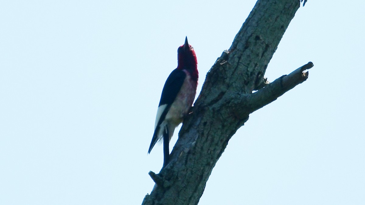 Red-headed Woodpecker - ML594231481