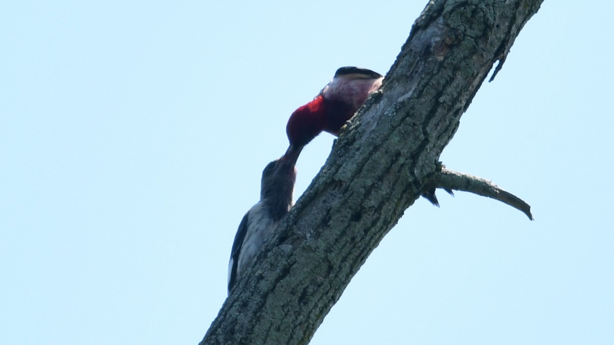 Red-headed Woodpecker - Carl Winstead